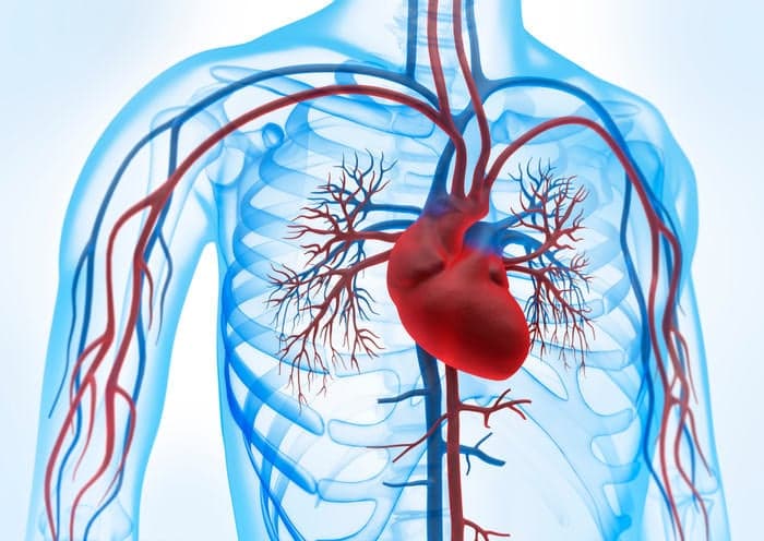 Cuore: cos’è e quali funzioni svolge?